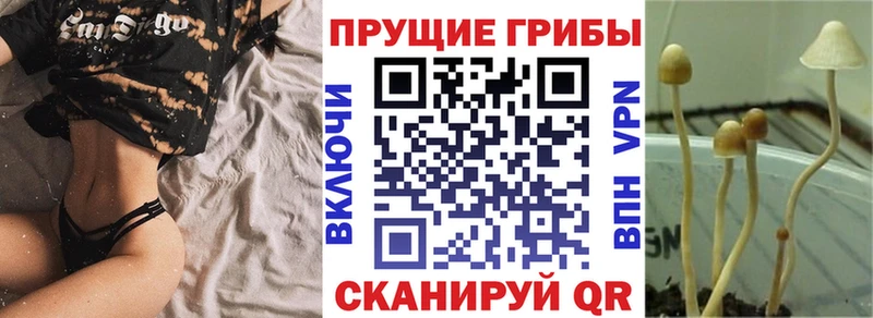 Галлюциногенные грибы Psilocybe Пласт