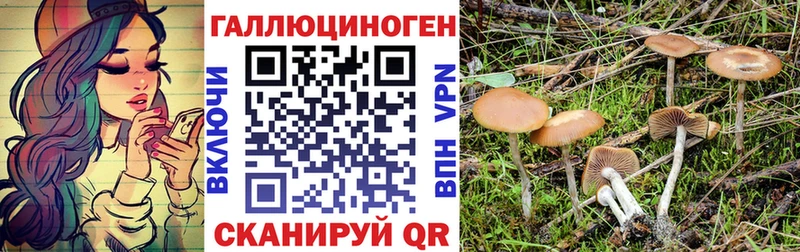 Галлюциногенные грибы Psilocybine cubensis  Купить  Пласт 